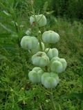 Fritillaria persica