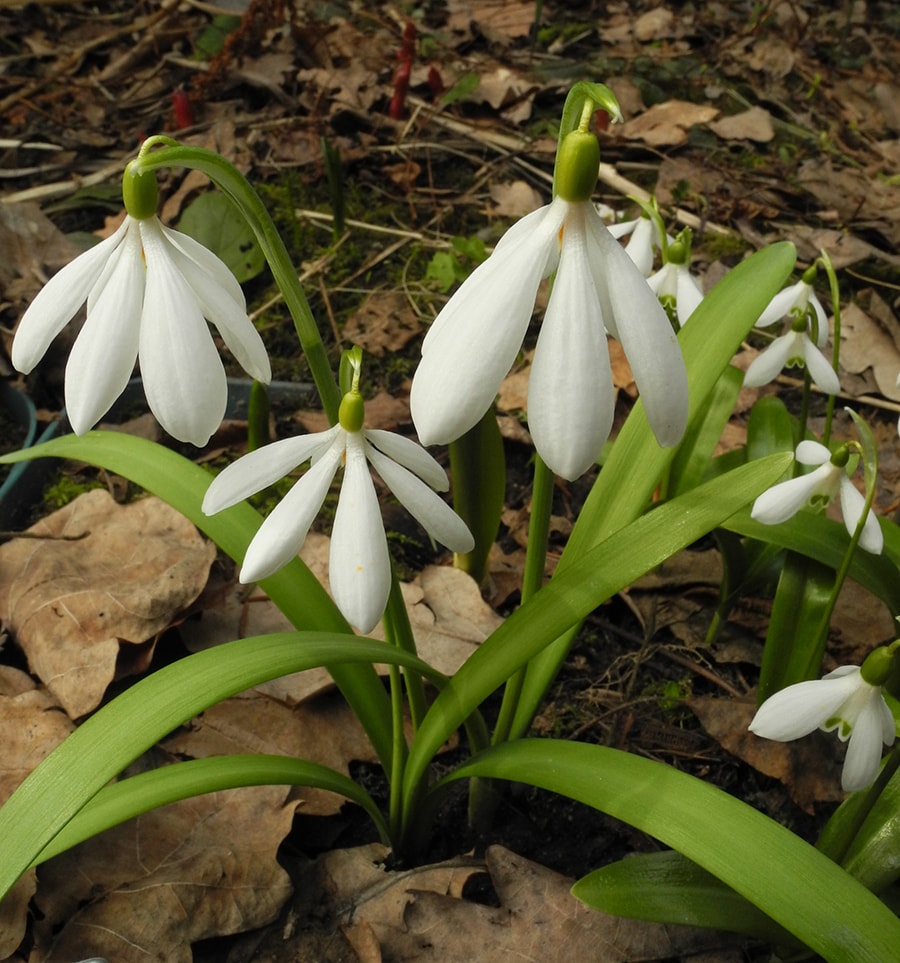 Image of Galanthus nivalis specimen.