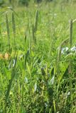 Phleum paniculatum