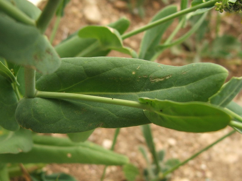 Image of Myagrum perfoliatum specimen.