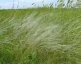 Stipa lessingiana. Цветущее растение. Крым, Симферопольский р-н, окр. пос. Давыдовка, залежь. 1 июня 2017 г.