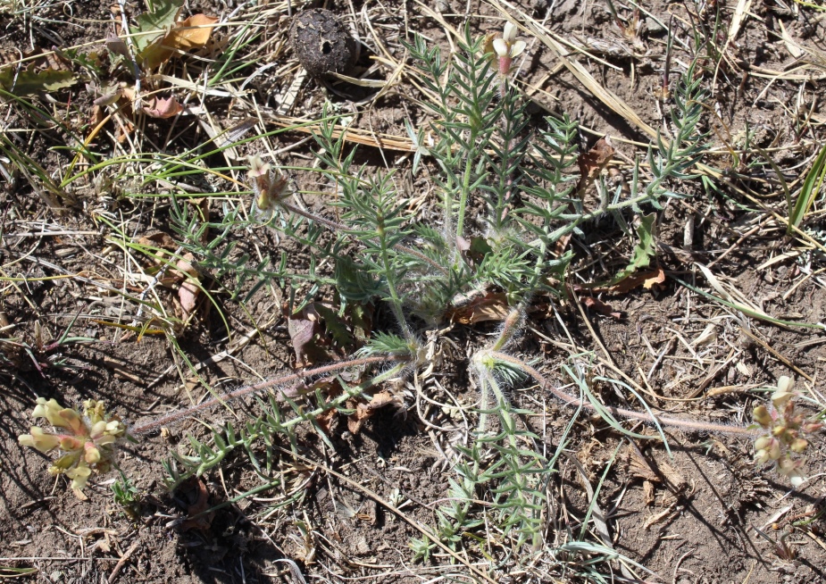 Image of Oxytropis reverdattoi specimen.