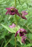 Epipactis helleborine. Часть соцветия. Краснодарский край, м/о город-курорт Геленджик, окр. хут. Джанхот, гора Святая Нина, горельник в сосновом лесу. 10 июня 2017 г.