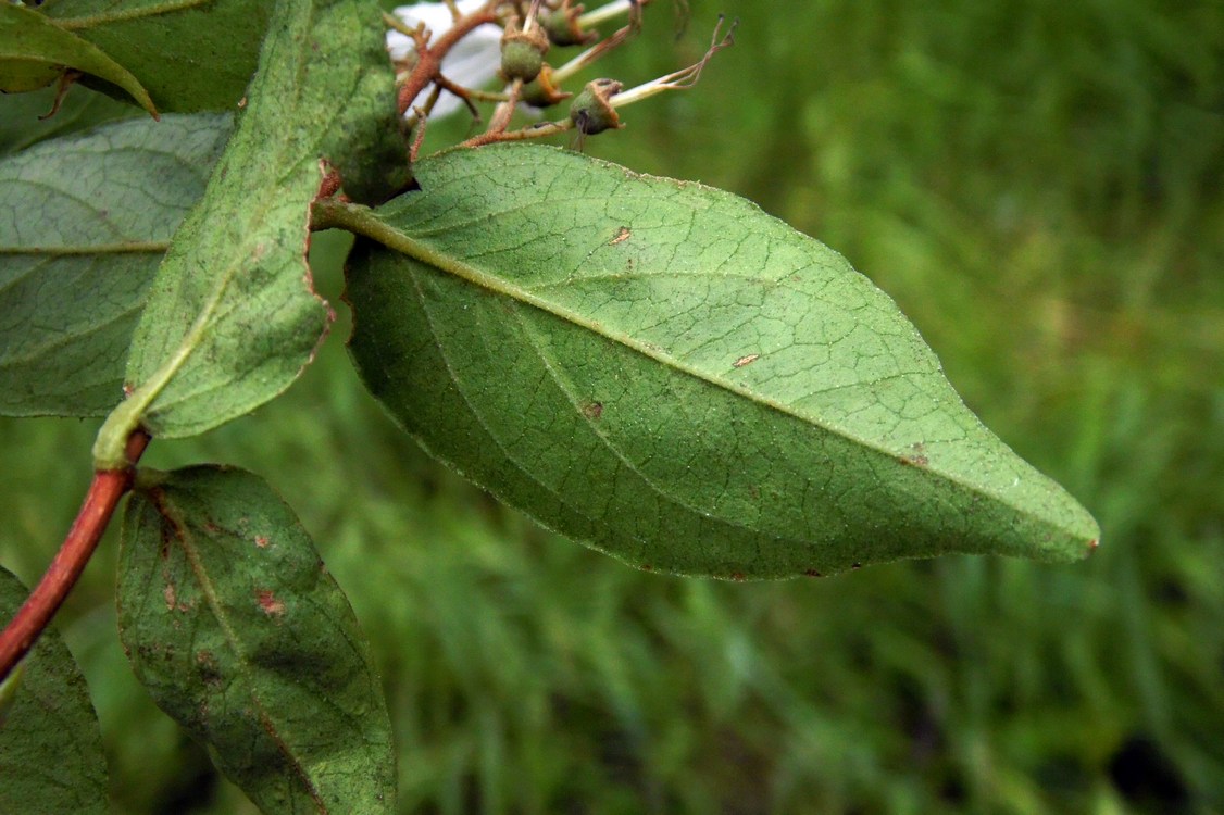 Изображение особи Deutzia scabra.