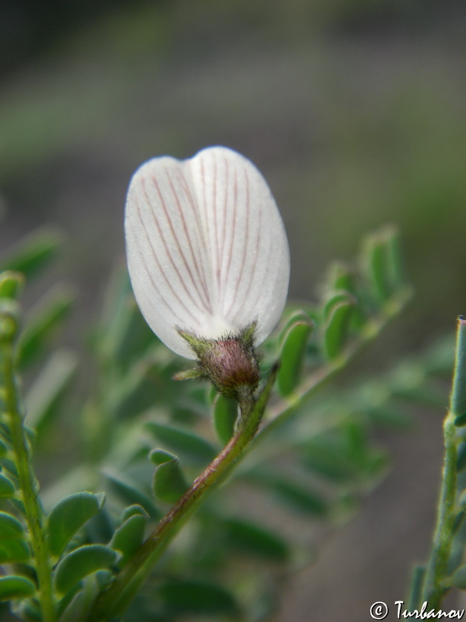 Image of Astragalus guttatus specimen.