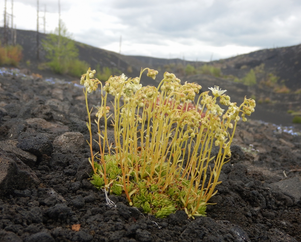 Изображение особи Saxifraga funstonii.