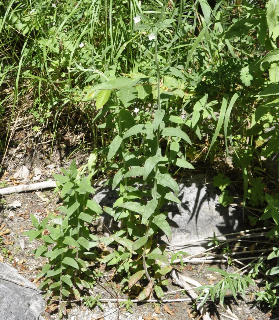 Image of genus Epilobium specimen.