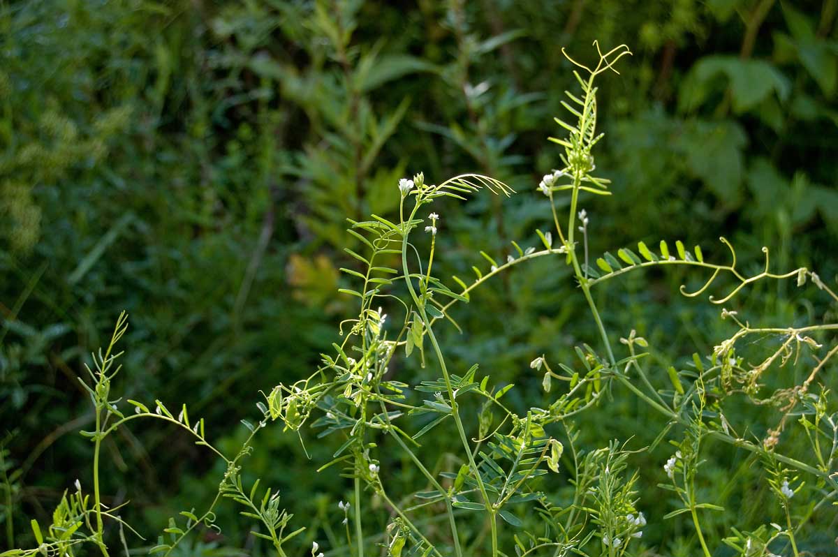 Image of Vicia hirsuta specimen.