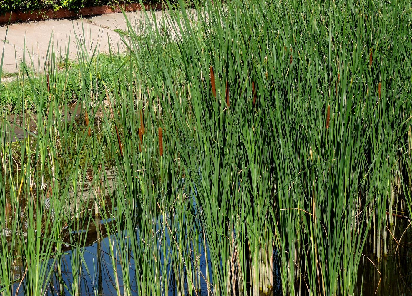 Изображение особи Typha angustifolia.