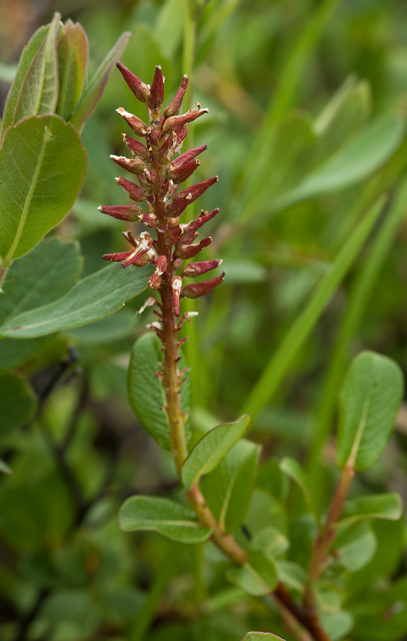 Изображение особи Salix fuscescens.