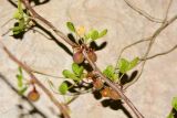 Commiphora gileadensis. Часть веточки с созревающими плодами. Израиль, впадина Мёртвого моря, киббуц Эйн-Геди. 24.04.2017.