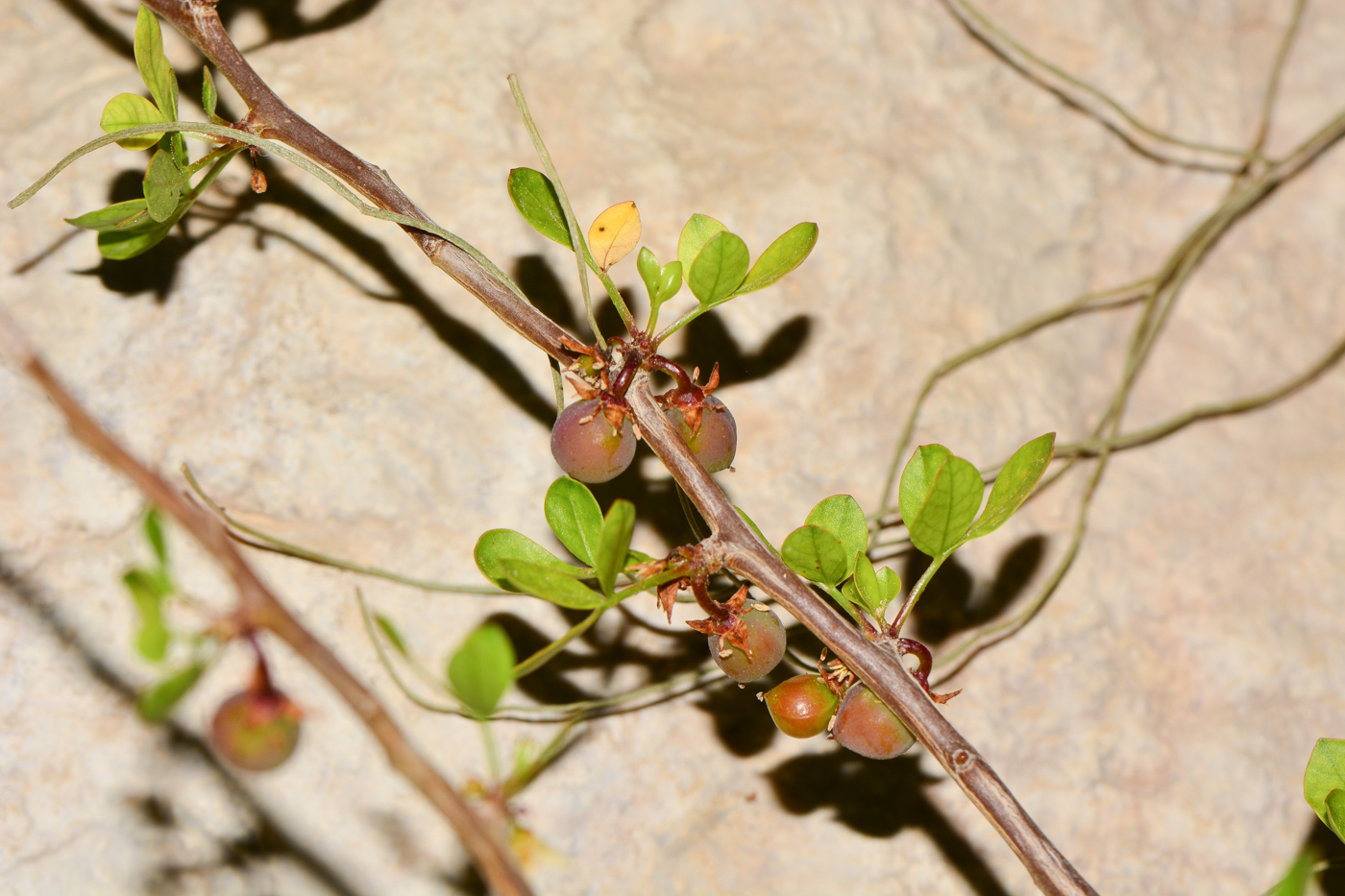 Изображение особи Commiphora gileadensis.