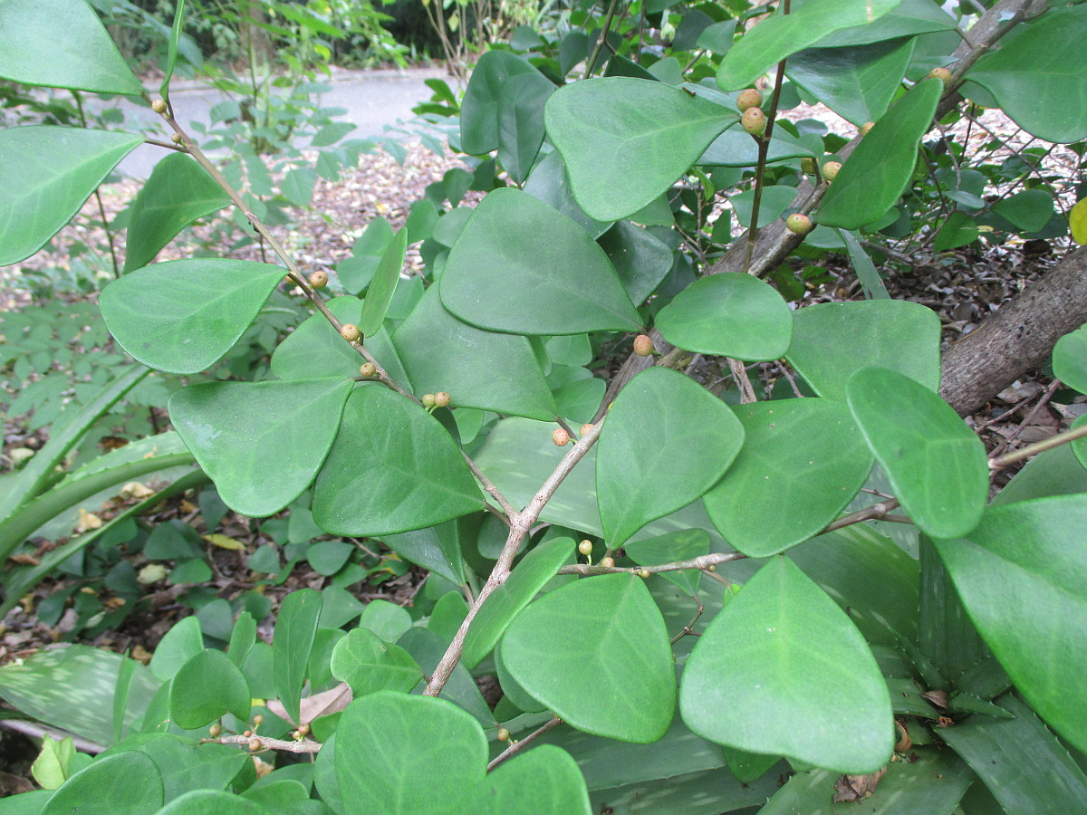 Изображение особи Ficus natalensis ssp. leprieurii.