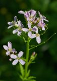 Cardamine macrophylla. Соцветие с цветками и завязями. Республика Алтай, Шебалинский р-н, окр. с. Камлак, правый борт долины р. Сема, низкая пойма, сосновый лес. 14.06.2017.