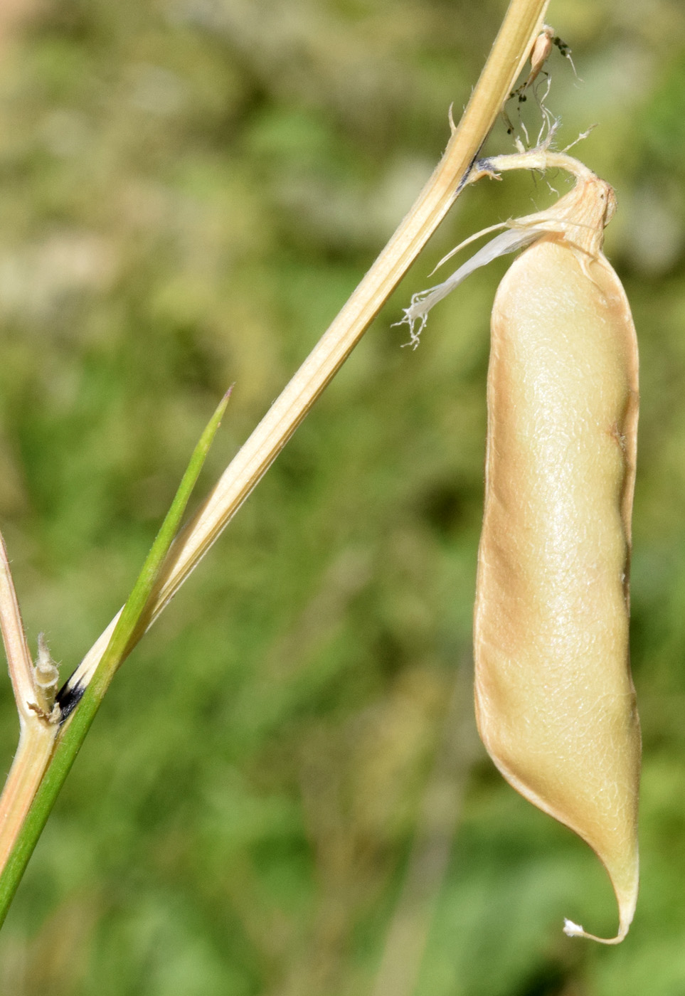 Image of Vicia hyrcanica specimen.