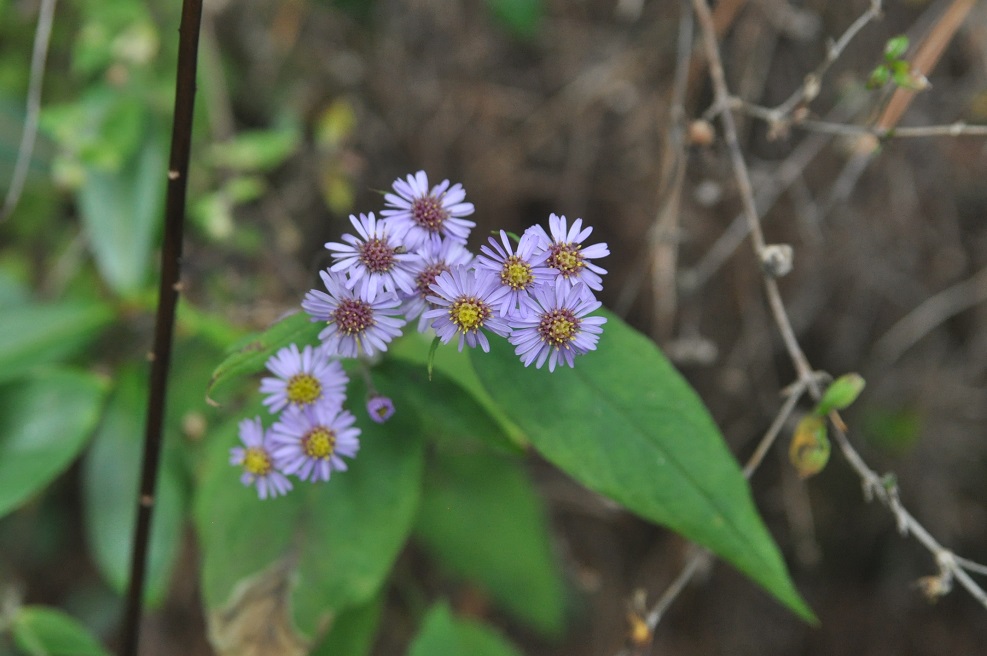 Изображение особи семейство Asteraceae.