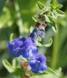 Scutellaria galericulata