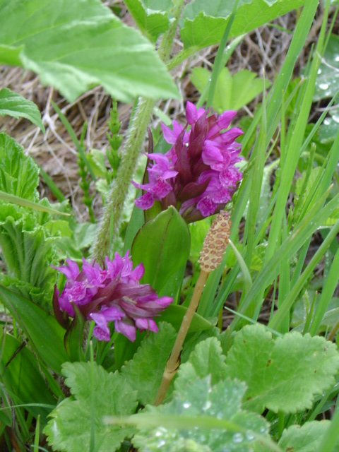 Image of Dactylorhiza osmanica specimen.