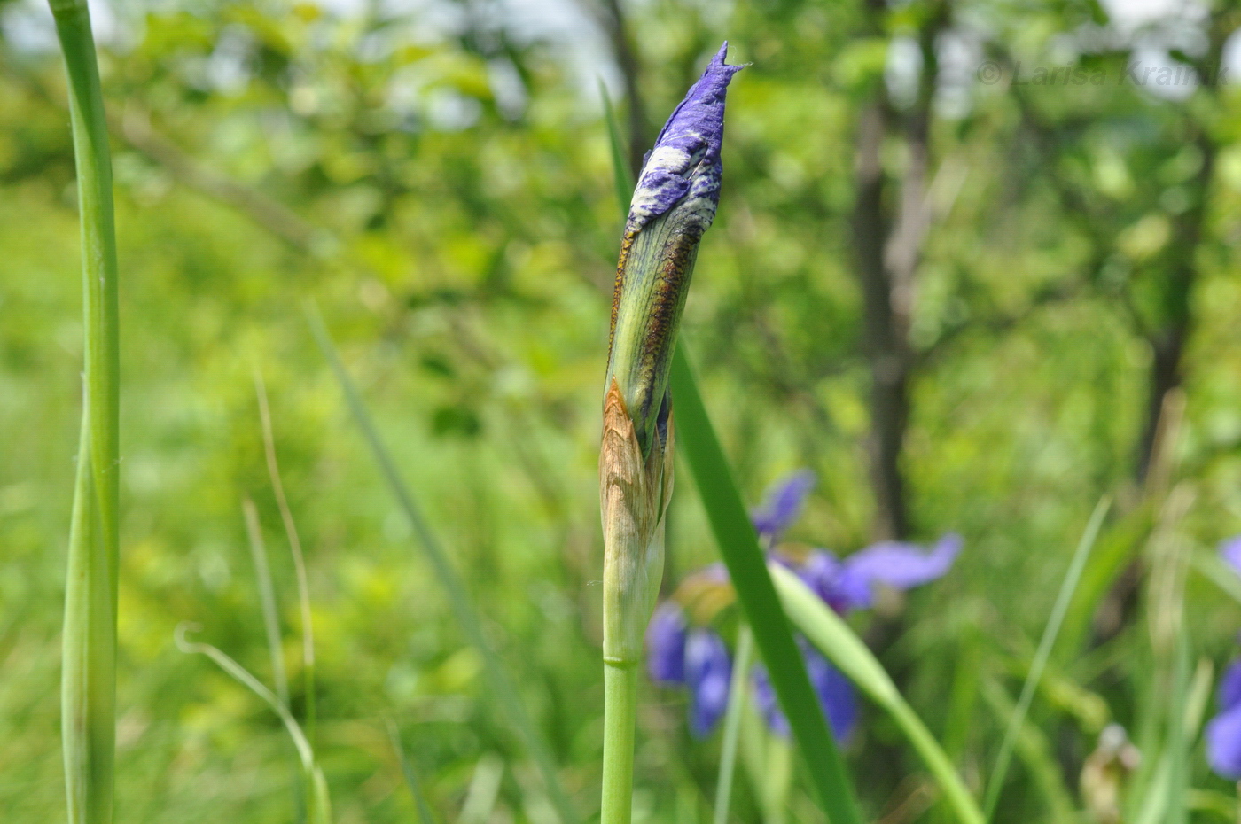 Image of Iris sanguinea specimen.