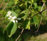 genus Amelanchier. Цветущая веточка. Восточный Казахстан, г. Усть-Каменогорск, парк Жастар, в культуре. 05.05.2017.