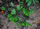 Selaginella intermedia