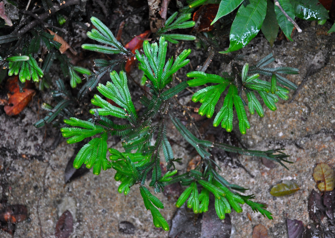 Image of Selaginella intermedia specimen.