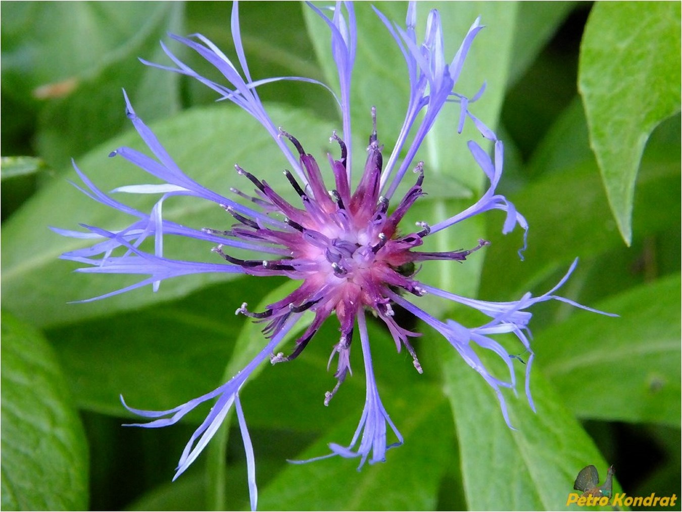 Сайт василек. Centaurea fischeri. Василек пушистый. Василек мохнатый. Василек мягкий.