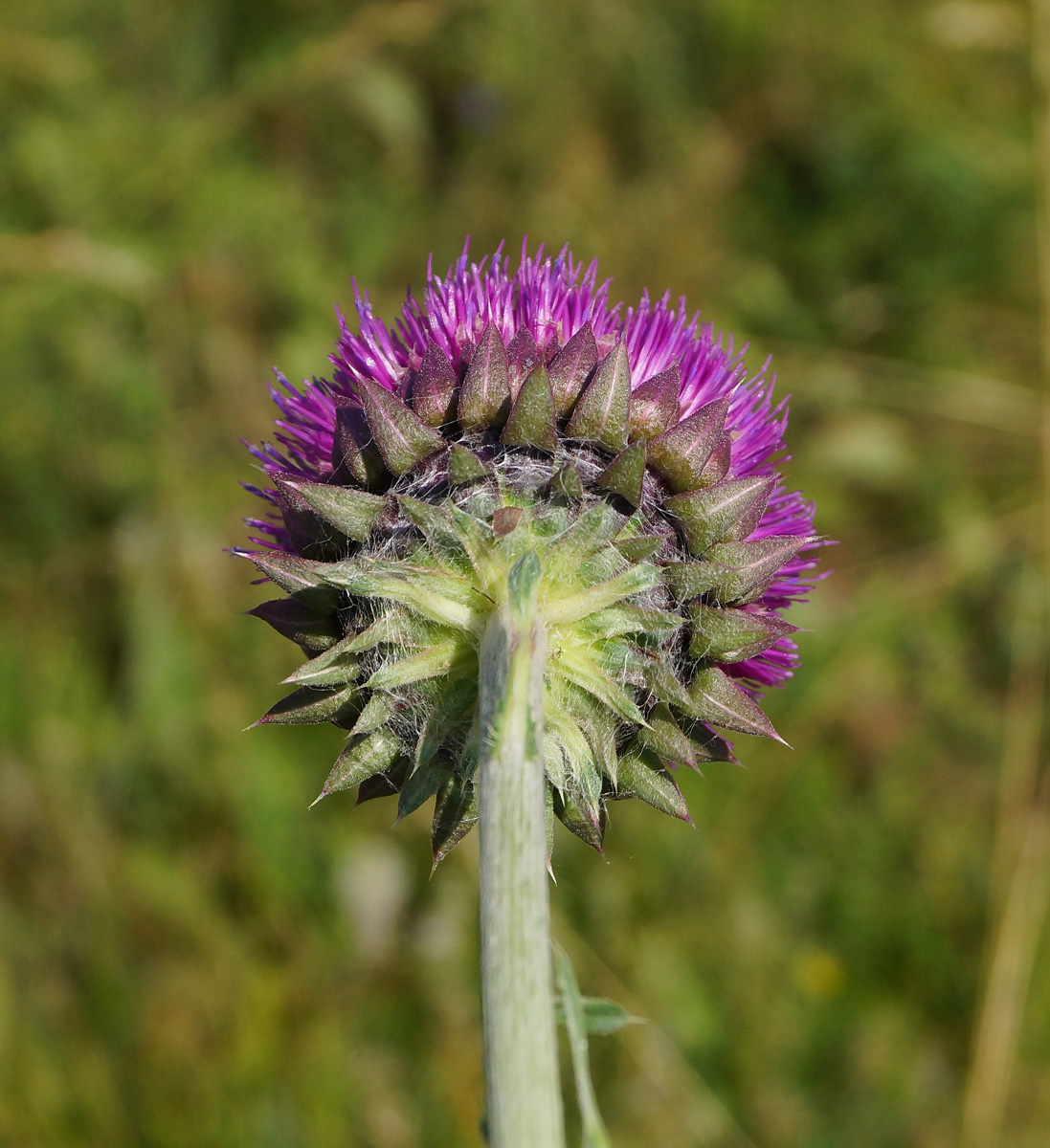 Image of Carduus thoermeri specimen.