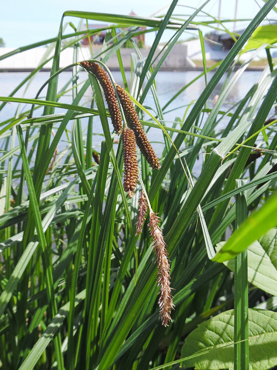 Image of Carex acuta specimen.