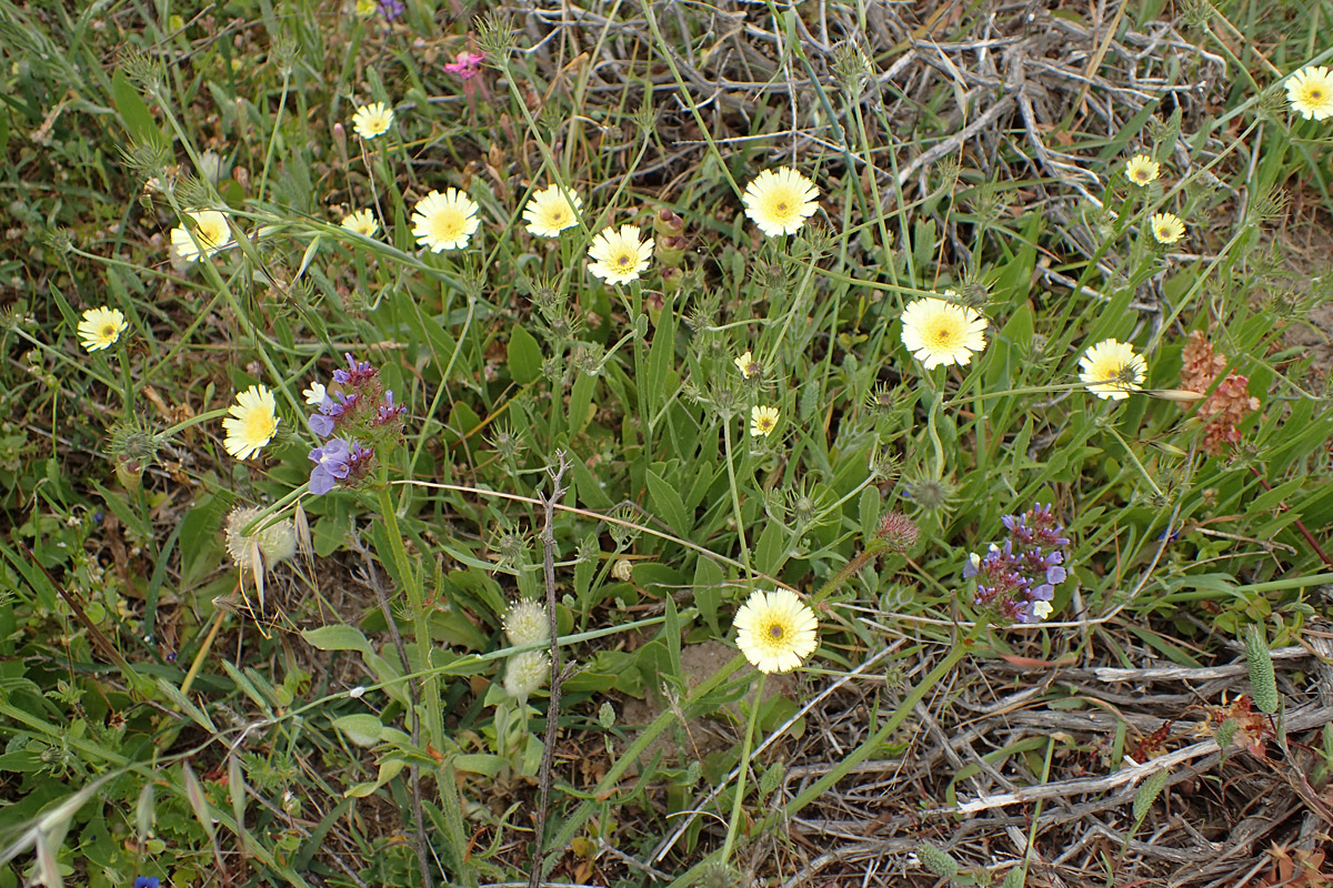 Image of Tolpis barbata specimen.