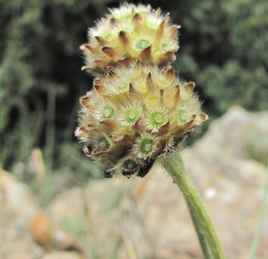 Изображение особи Cephalaria dagestanica.