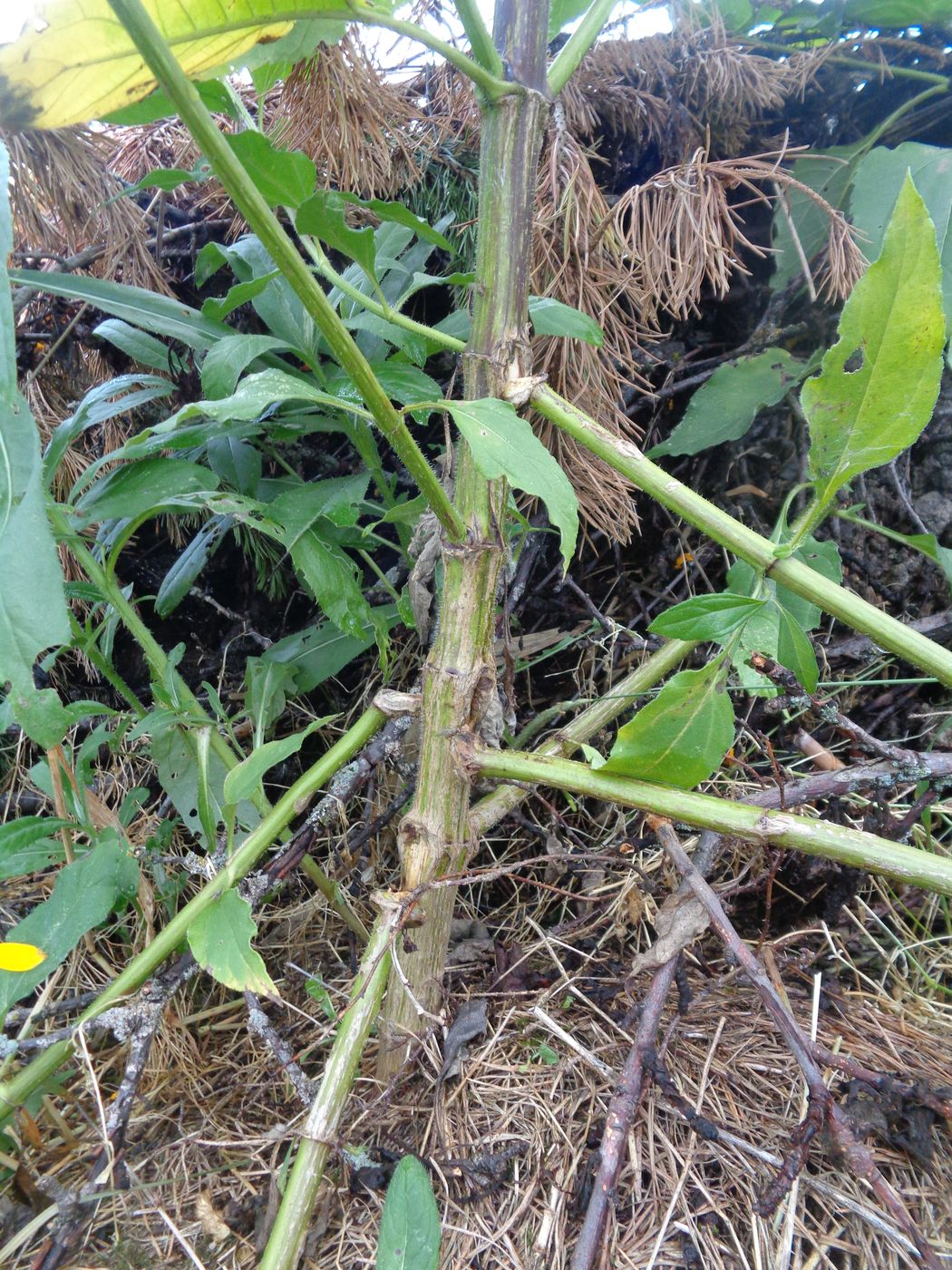 Image of Helianthus tuberosus specimen.