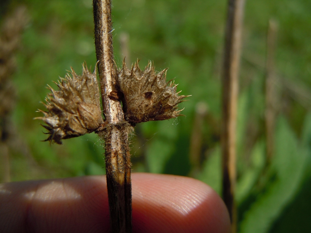 Image of Betonica officinalis specimen.