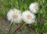 Erigeron politus. Верхушки побегов с соплодиями. Чукотка, Билибинский р-н, пос. Кепервеем, пустырь. 24.07.2018.