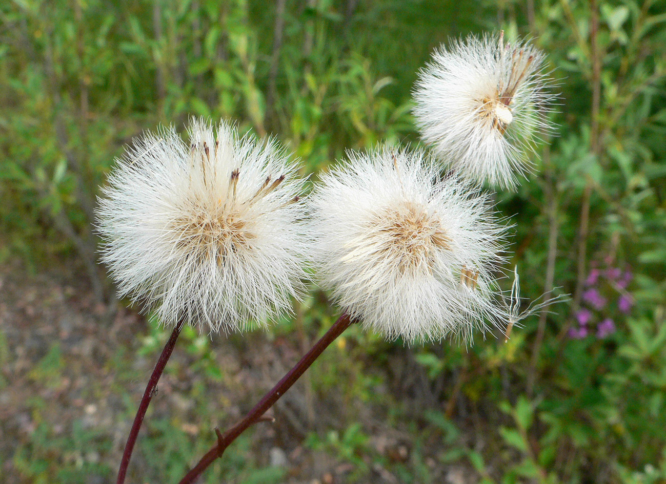 Image of Erigeron politus specimen.