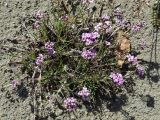 Смотреть изображение Gypsophila sambukii