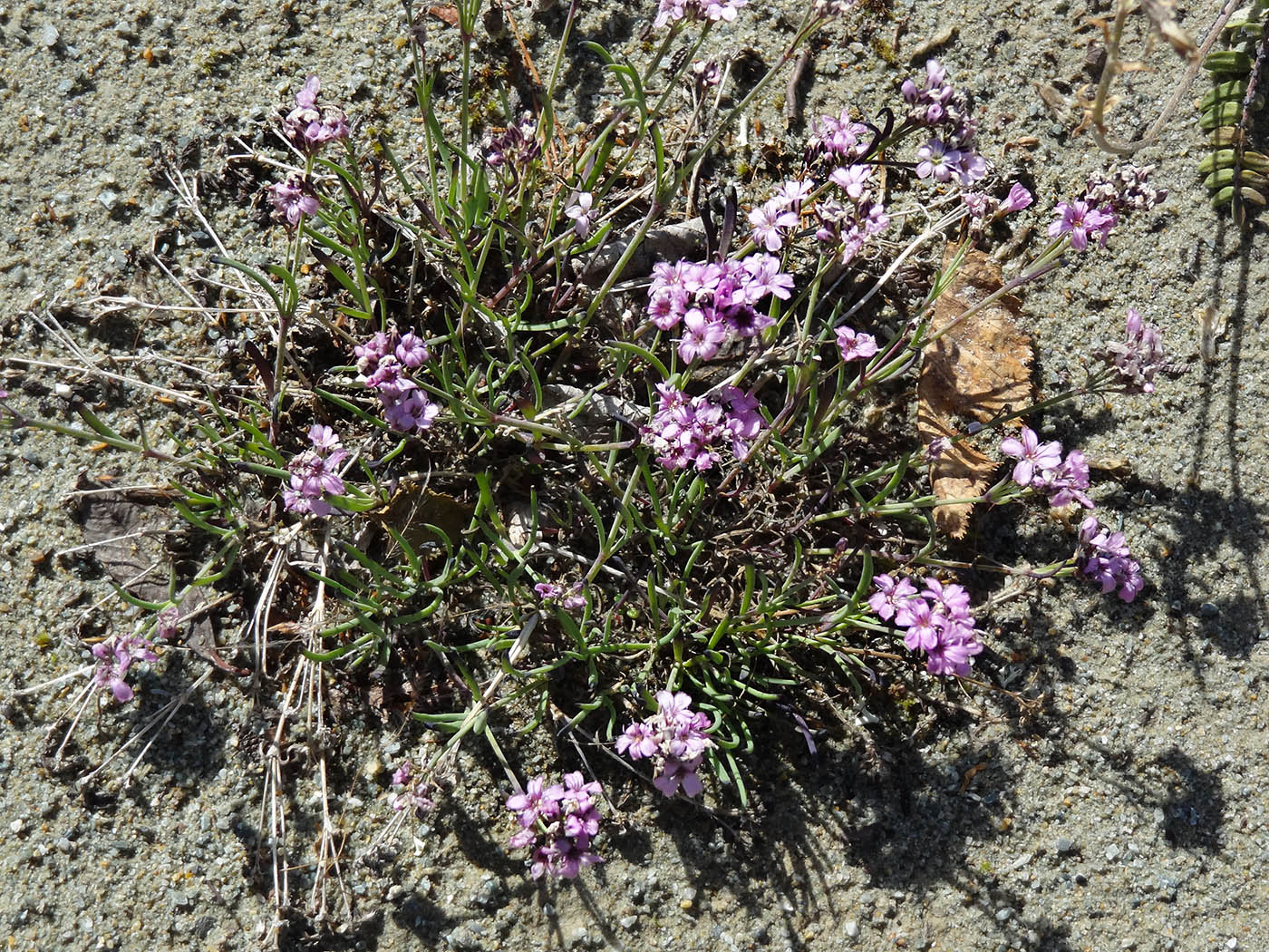 Изображение особи Gypsophila sambukii.