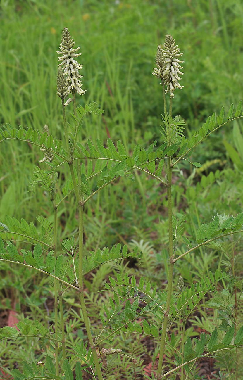 Изображение особи Astragalus uliginosus.