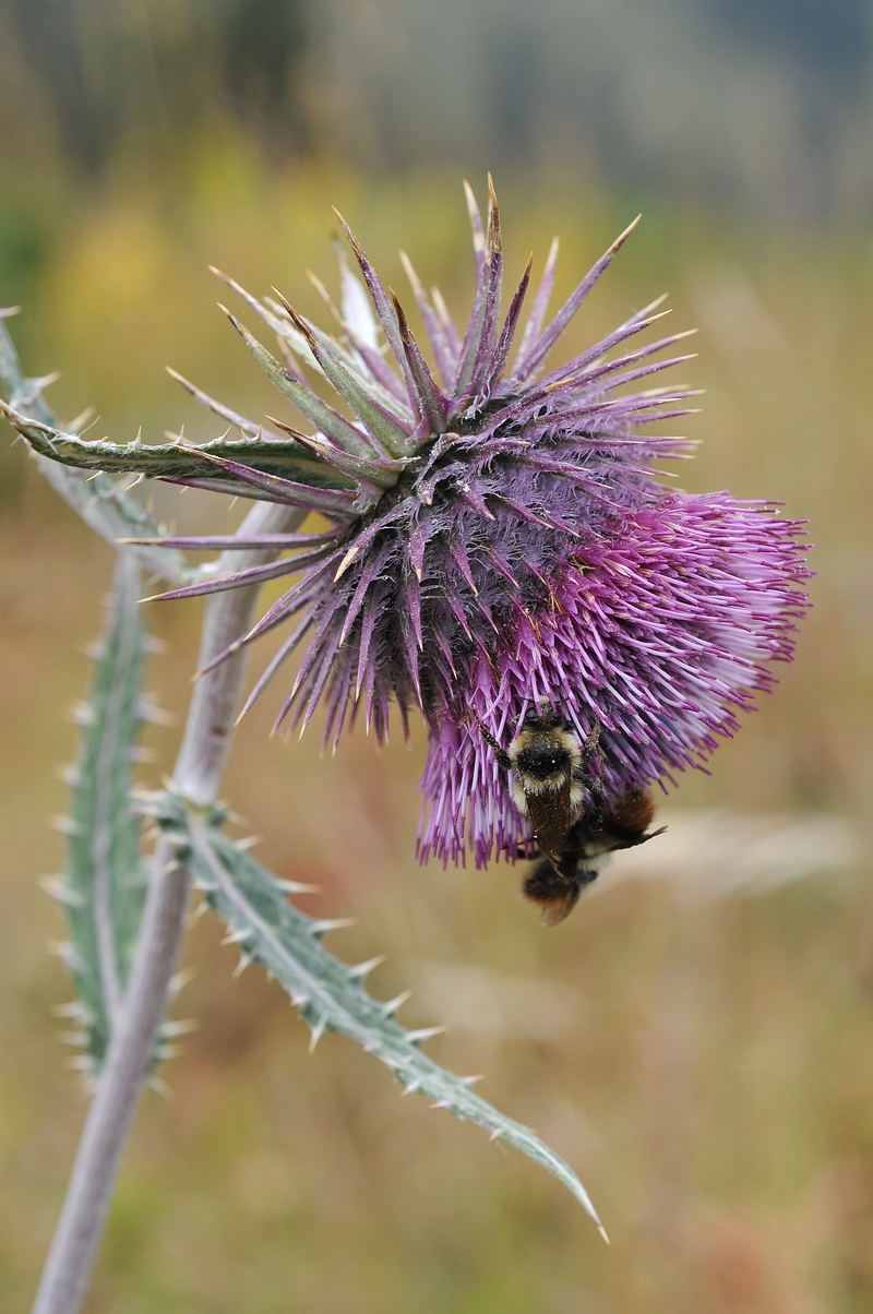 Image of Alfredia nivea specimen.