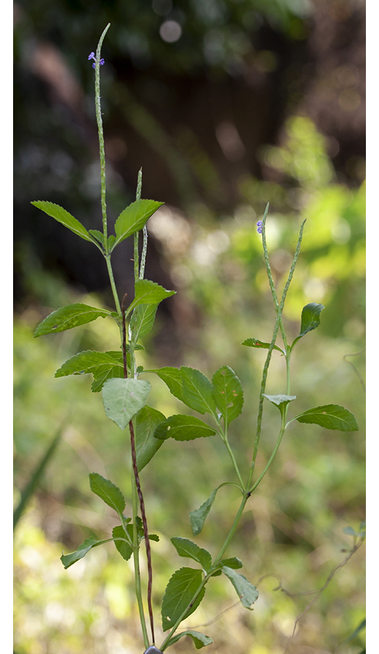 Изображение особи Stachytarpheta jamaicensis.