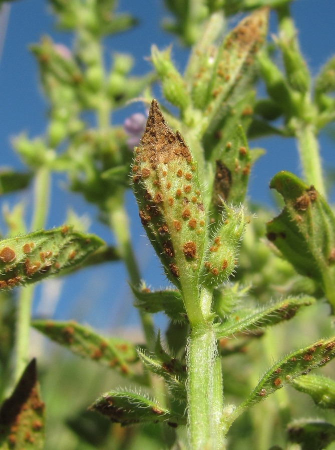 Image of Ziziphora acinos specimen.