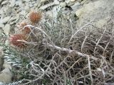 Lamyra echinocephala. Верхушка отмирающего побега с отцветшими(?) соцветиями. Краснодарский край, окр. г. Новороссийск, хр. Маркотх, пер. Андреевский, каменистый склон. 07.08.2019.