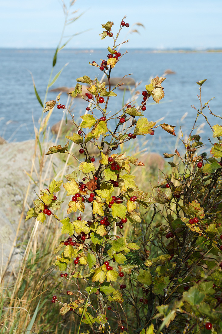 Image of Ribes alpinum specimen.