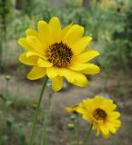 Helianthus rigidus подвид subrhomboideus. Соцветия. Краснодарский край, Кущёвский р-н, станица Шкуринская, в культуре. 24.07.2010.