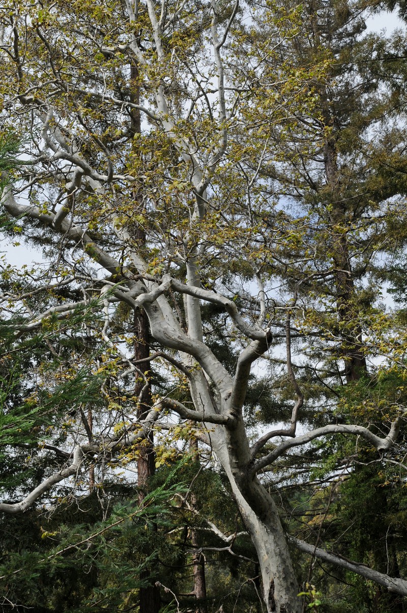 Изображение особи Platanus racemosa.