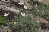 Papaver alboroseum. Цветущее и плодоносящее растение. Сахалинская обл., Томаринский р-н, пос. Неводское, в культуре. 28.07.2017.