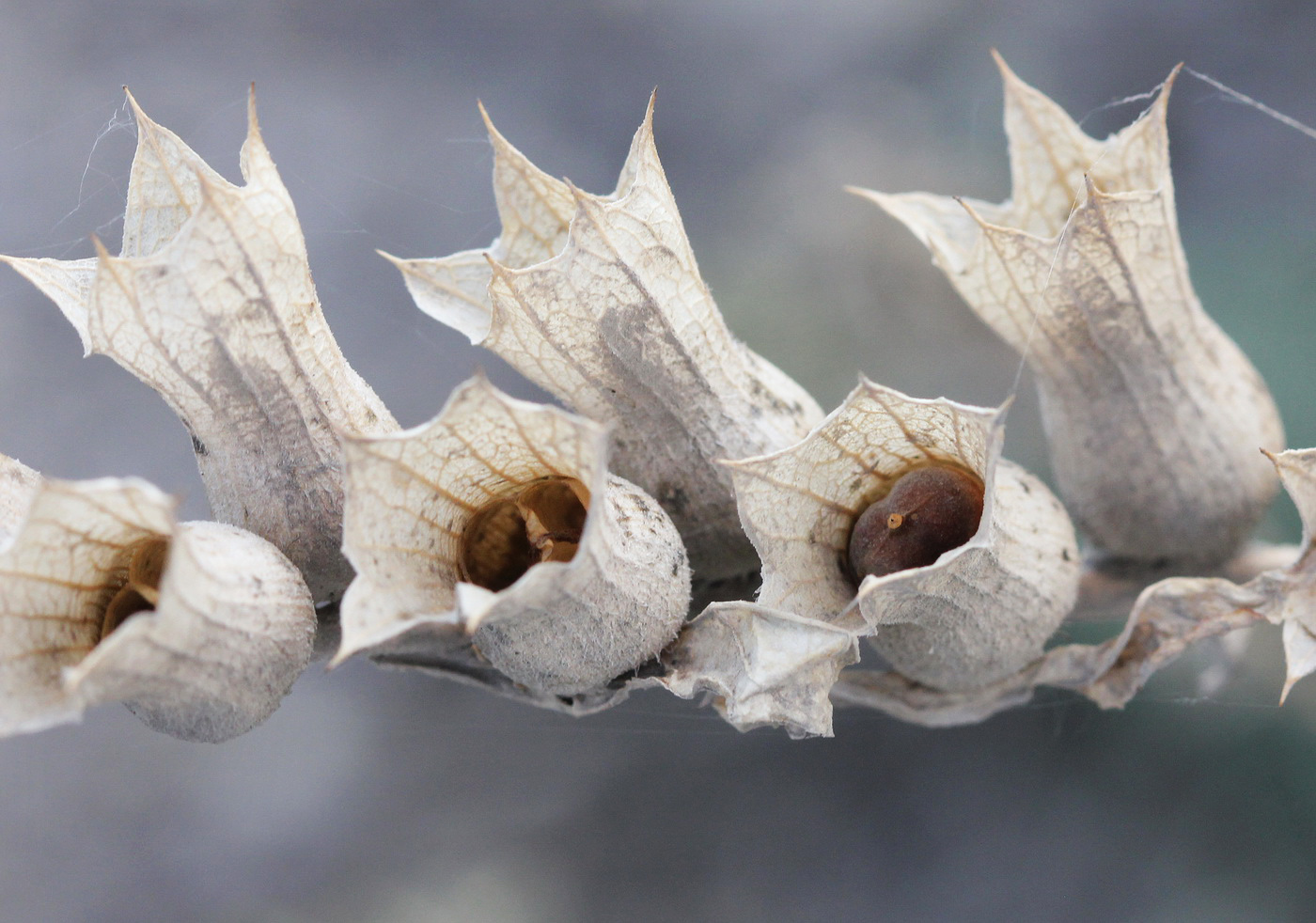 Image of Hyoscyamus niger specimen.