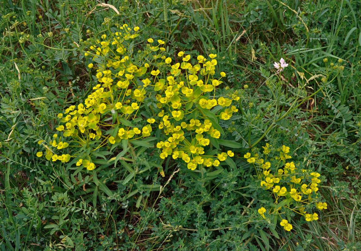 Изображение особи Euphorbia stepposa.