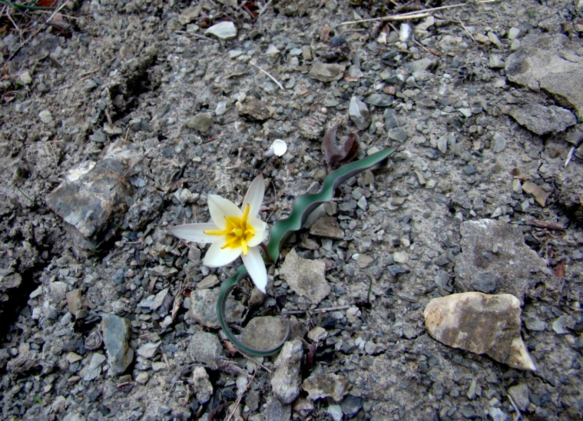 Image of Tulipa jacquesii specimen.