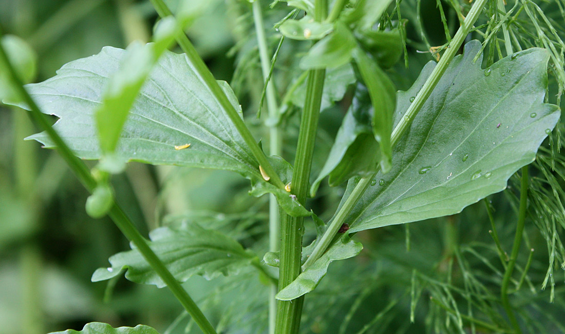 Image of Barbarea stricta specimen.